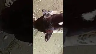 I give small food to a street dog🥰 #short #shorts #viralshorts #shortsfeed #shortvideo #viral #dog