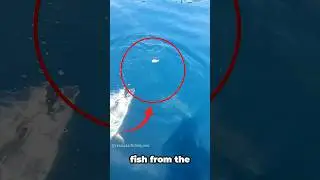 How big this tuna do you think??🤔 fishing #fishingshorts #tunafishing  #rodfishing #fishingforlife