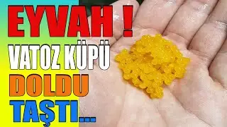 VATOZ YUMURTALARI KÜPTEN DÜŞMÜŞ-Vatoz Yumurtası Mantarlaşma Sorunu, Vatoz Yumurtası Kaç Günde Çıkar