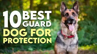 10 Dog Breeds That Can Protect You from Wild Animals