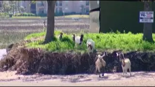 Goats return to goat island