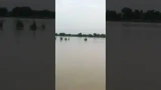 Bakra nadi Tiran(2)