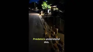 Why Large Predators Are Quietly Entering Human Spaces at Night