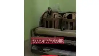 Harika Keklik sesi AvkoliK