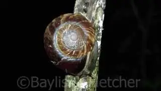 Brooke's Bertia snail, Mulu NP, Malaysia. 20140321_195214.m2ts