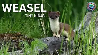 Weasels: NATURE'S Secret Ninja Warriors!