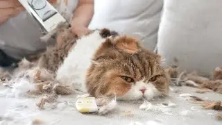 충격! 고양이 츄츄 첫 완전 삭발