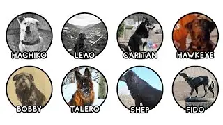The Most Loyal Dogs Explained in 16 Minutes