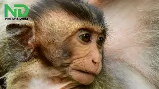 Sweetie cry very loudly, Poor baby monkey losing mom