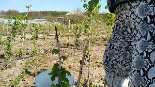ПРИВИВКА Фундка на МЕДВЕЖИЙ горіх.Способ Поліпшена капуліровкою.МАСТЕР Клас!