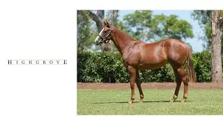 Lot 667 Snitzel x Perceptive filly - Highgrove Stud
