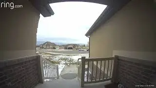Furry porch pirates 