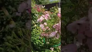Роза Хевенли Пинк 🤩🌹🌹🌹