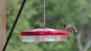 hummingbird 4k