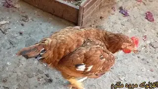 الفراخ الساسو بتبيض علي عمر كام شهر /وبتاكل اكل البيت/دوره الفراخ الساسو