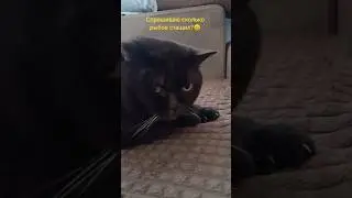 Мало дают рыбов!🐠Приходиться хитрить 😁 #веселыекоты #cat #funny #видосыоткота #прикольныекоты #кот