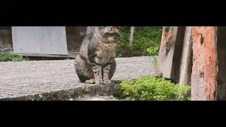 The Secret Life of Cats: How Their Tails Can Warm Your Heart!
