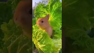 Funny GIF 😍😍 #gif #funny