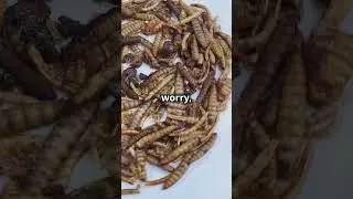 The Last Rocketship - Serve O Matic - A future where all food is made with bug protein