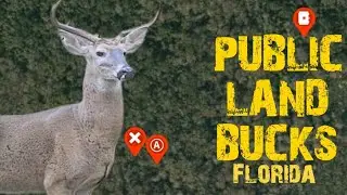 Find Old Bucks on Florida Public Land | Map Scouting Strategies