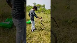 IndianRatSnake Release | DhamanSnake | GhodaPachhadSnap #ytshort #animalrescue