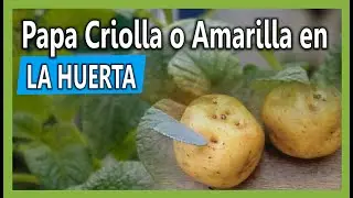 Cultivando Papá Criolla en la huerta urbana
