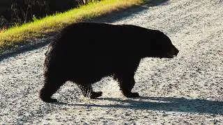 HUGE Black Bear walking down the road!!!