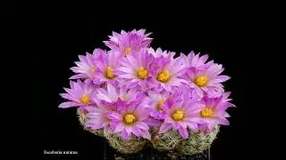Cactus Beauty In Bloom