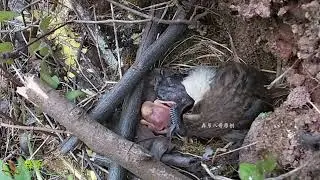 The cuckoo often pushes small birds杜鹃鸟经常推小鸟，幸亏有护栏的保护，推不出来