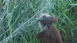 catching bird in at fish net