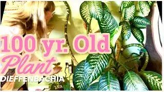 100 year old plant