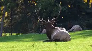 Saskatchewan Bull Elk @ Waskesiu Golf Course - Prince Albert National Park