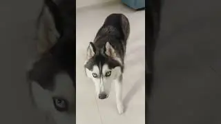 #dog#dogshorts#dogs#comedyshorts#pets#songs#trending#funpets