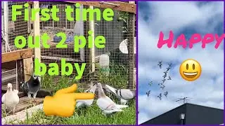 loft flying racing pigeons after lots of rain/ racing pigeons happy to fly around 18 January 2024