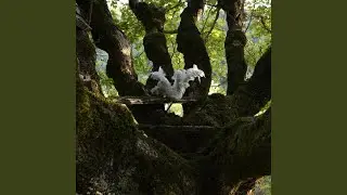 Dryad (Under the Sheets)