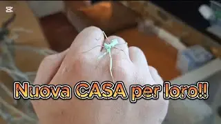Set-up Terrario per Mantidi (Guida passo-passo + feeding) 🪲🌿
