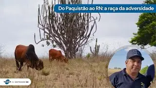 Sindi OCP e a história construída na adversidade | Noticiário Tortuga