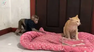Monkey Teasing Cat😂😂 Funny Video Must Watch #shorts