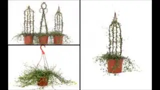 How to Care for your Angel Vine Topiary