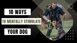 10 Ways To Mentally Stimulate Your Dog!