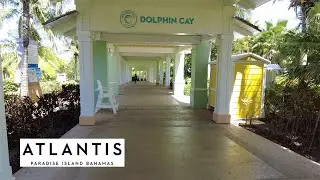 Atlantis Bahamas - Dolphin Cay | Oakland Travel