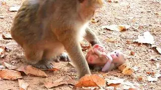 Top Cute Baby Monkey, Brianna Won&rsquo;t Leave Boris and Waits for Him to Continue