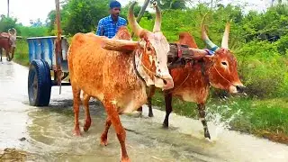 Bullock Cart Crossing Stream Water | Bullock Cart Ride | Bullock Cart Mud Ride | Bullock Media