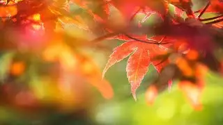 Waterfalls Music for Positive Energy and Serenity &bull; Relax Here with Slow, Calm Instrumental Sounds ♫
