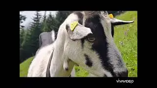 Pfauenziegen