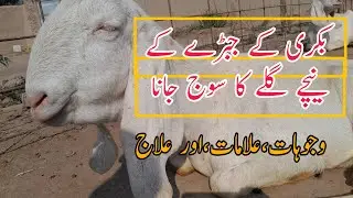 Bakri k galy k nechy sojan ka ilaj|بکری کے گلے کے نچیے سوجن کی وجہ اور علاج|Rajanpuri bakri farming
