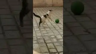 Cat playing with ball #youtubeshorts #viral #shortsfeed #trending #catshorts