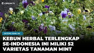PUNYA 52 VARIETAS MINT, IBU KOTA HERBALISME JADI JUJUKAN AHLI HERBAL DARI BERBAGAI NEGARA