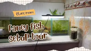 Store Room এ ও Fancy Fish পালা যায় | Low Cost and Optimised Fish Setup Tour