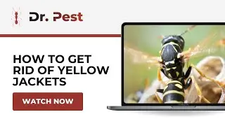 How to Get Rid of Yellow Jackets: Strategies for a Yellow Jacket-Free Home | Dr. Pest